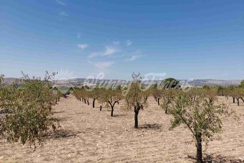 Terra a Biar, Alicante, Biar - € 49.995 | Ref: SF0427 - foto 9